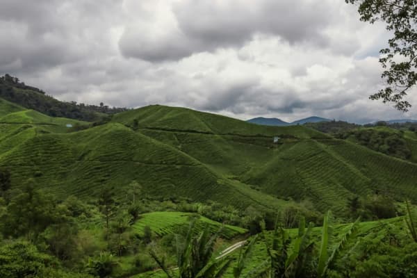 BOH Tea Plantation rolling green terraced tea hills Cameron Highlands